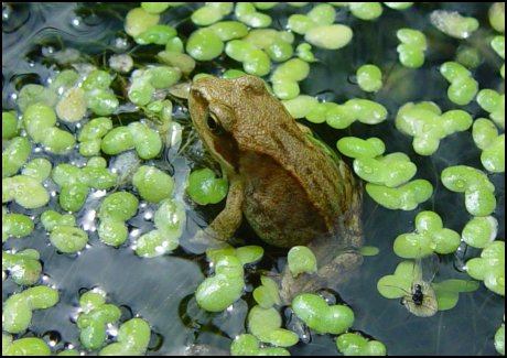 little frog in a big pond