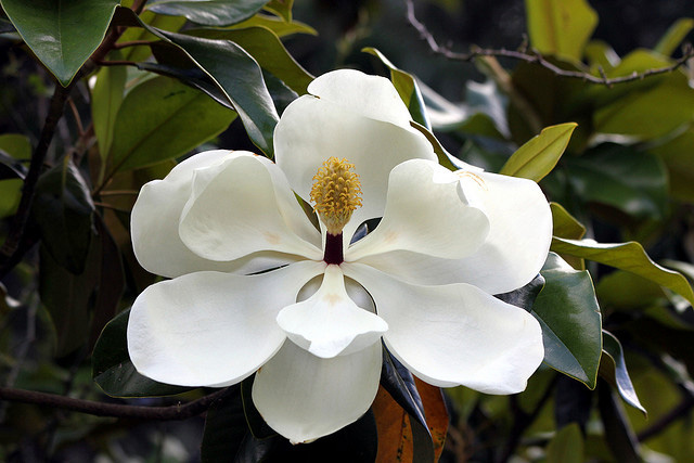 magnolia state