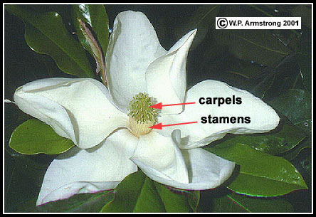 magnoliaceous