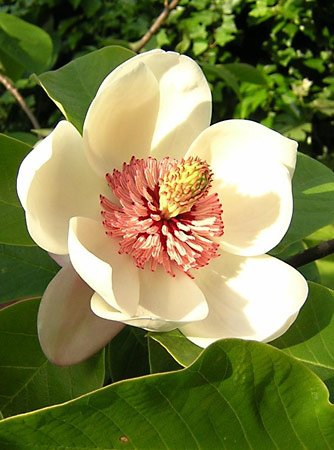 magnoliid