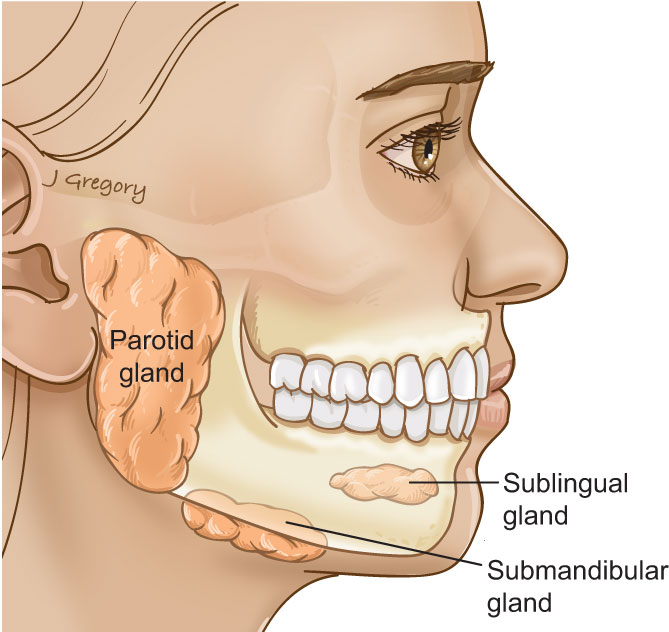 major salivary gland