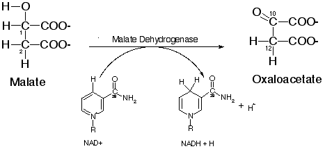 malate dehydrogenase