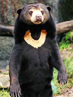 malay bear
