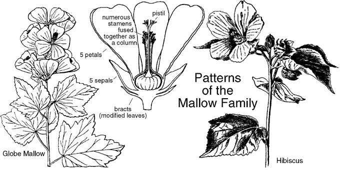 mallow family