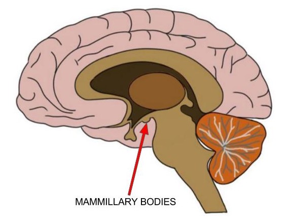 mamillary body