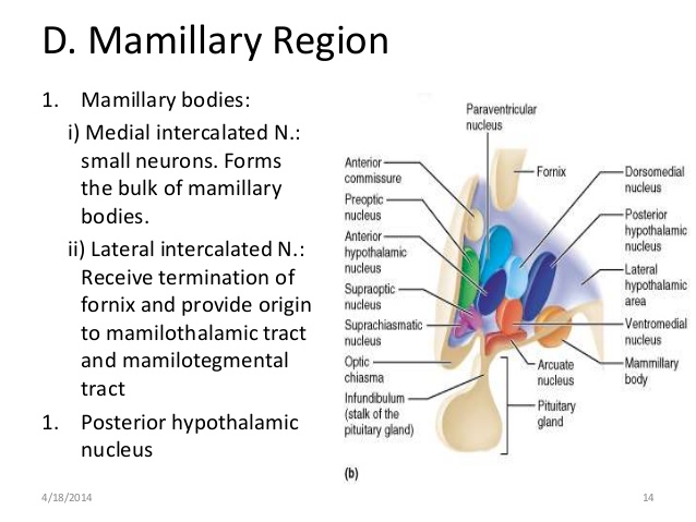 mamillary