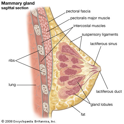mammary duct