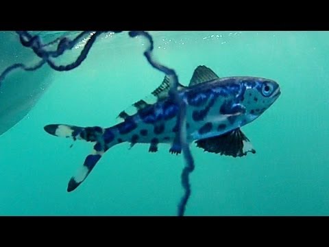 man-of-war fish