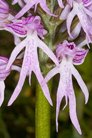 man orchid