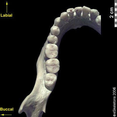 mandibular dentition