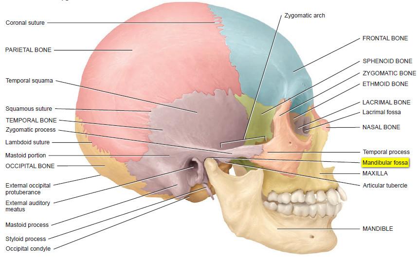 mandibular process