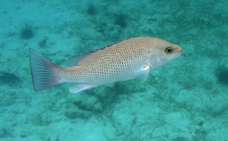 mangrove fish