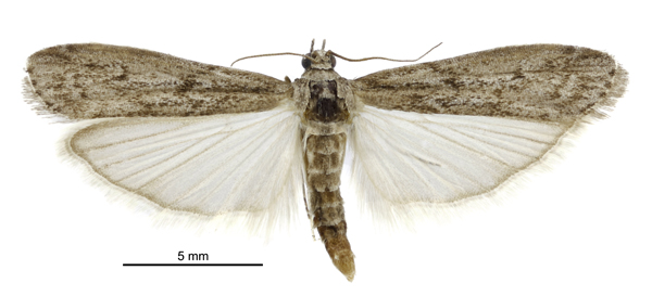 mediterranean flour moth