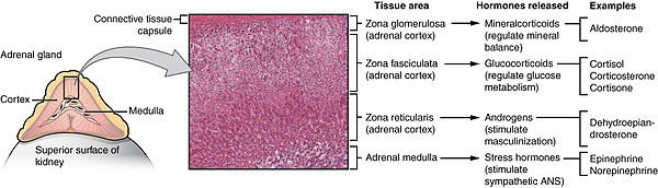 medulla of adrenal gland