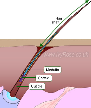 medulla of hair shaft