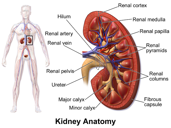 medulla of kidney