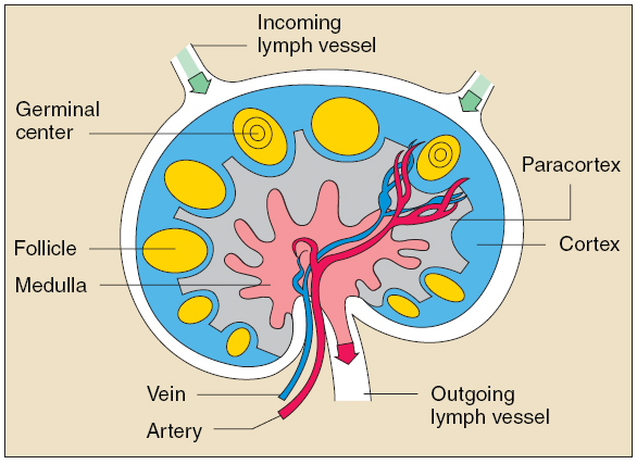 medulla of lymph node