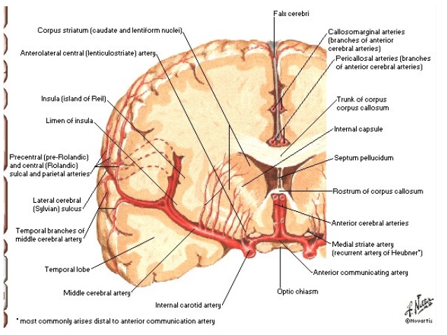 medullary artery of brain
