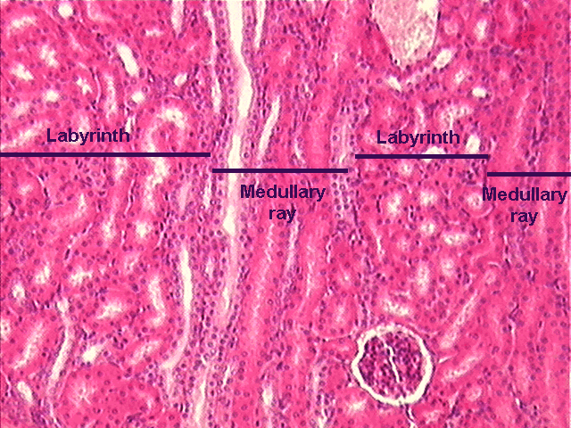 medullary ray
