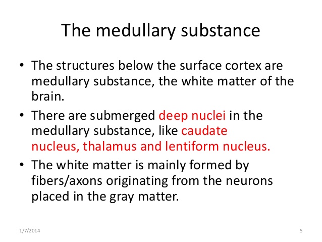 medullary substance