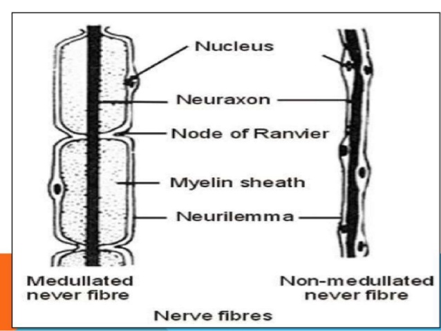 medullated fiber