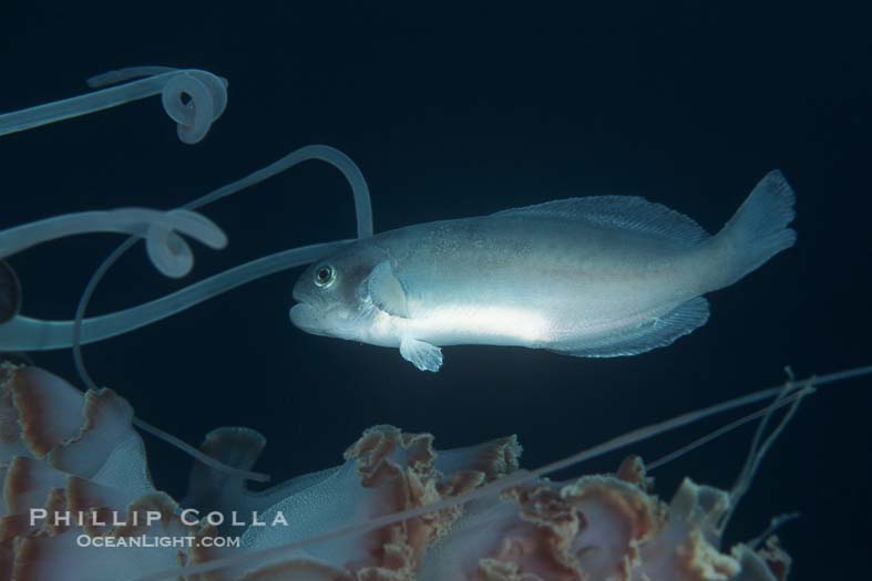 medusafish