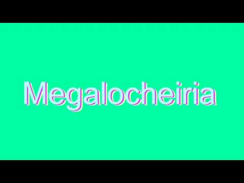 megalocheiria