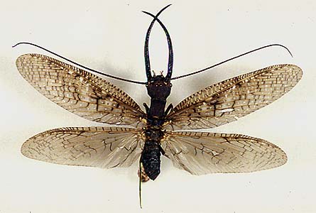 megalopteran
