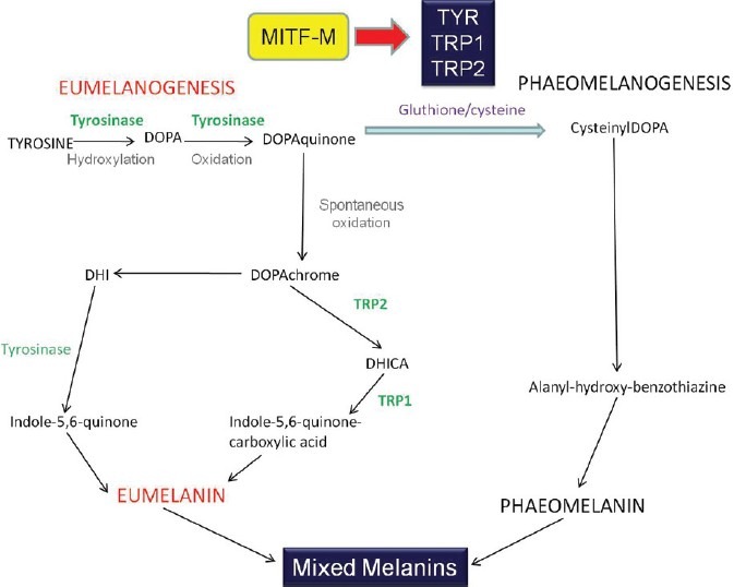 melanogenesis
