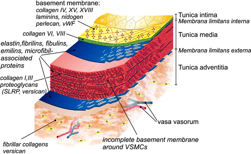 membrana adventitia
