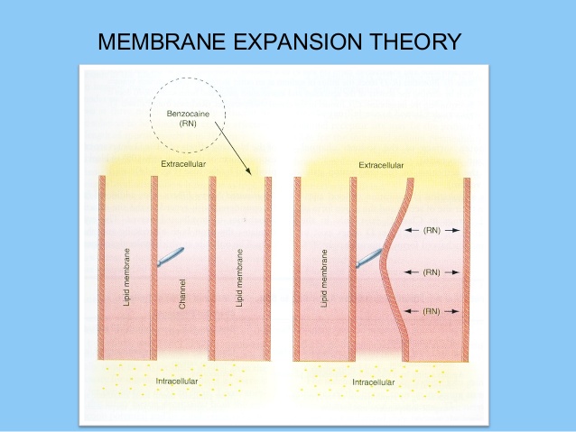 membrane expansion theory