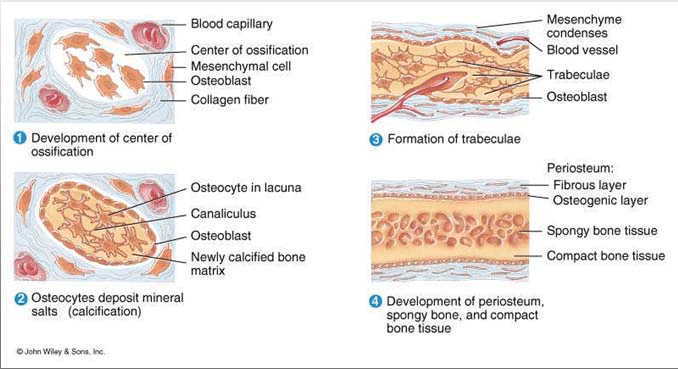 membranous ossification