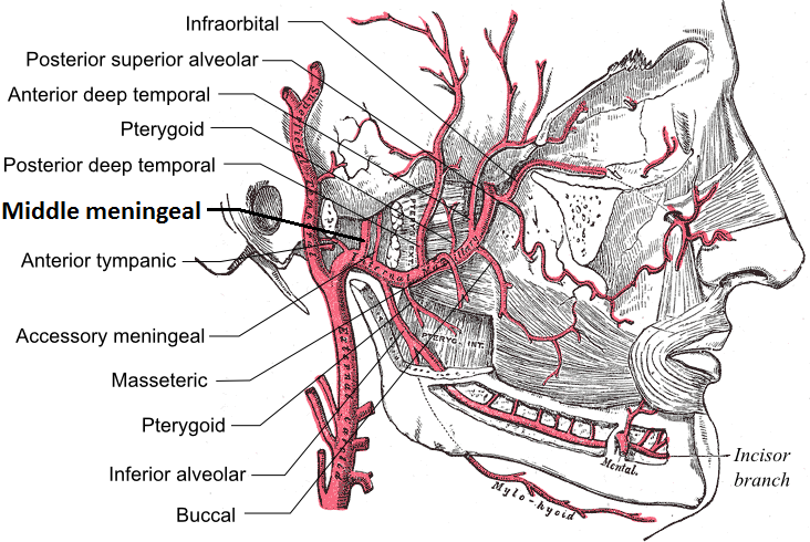 meningeal artery