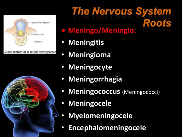 meningocyte
