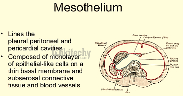 mesothelium
