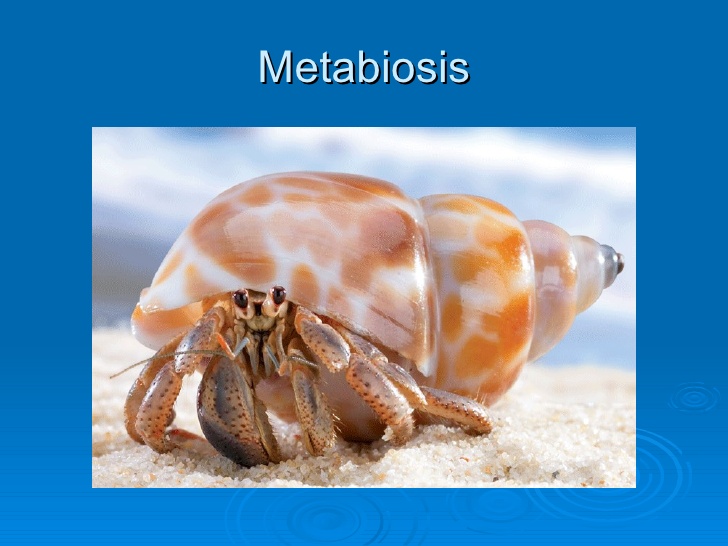 metabiosis