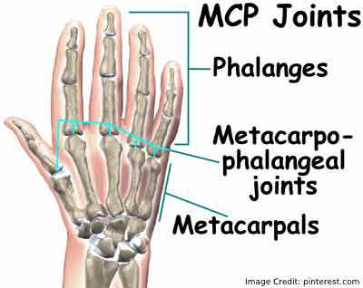 metacarpophalangeal joint
