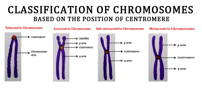 metacentric chromosome