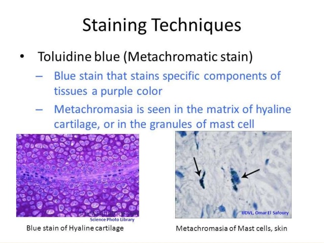 metachromatic stain