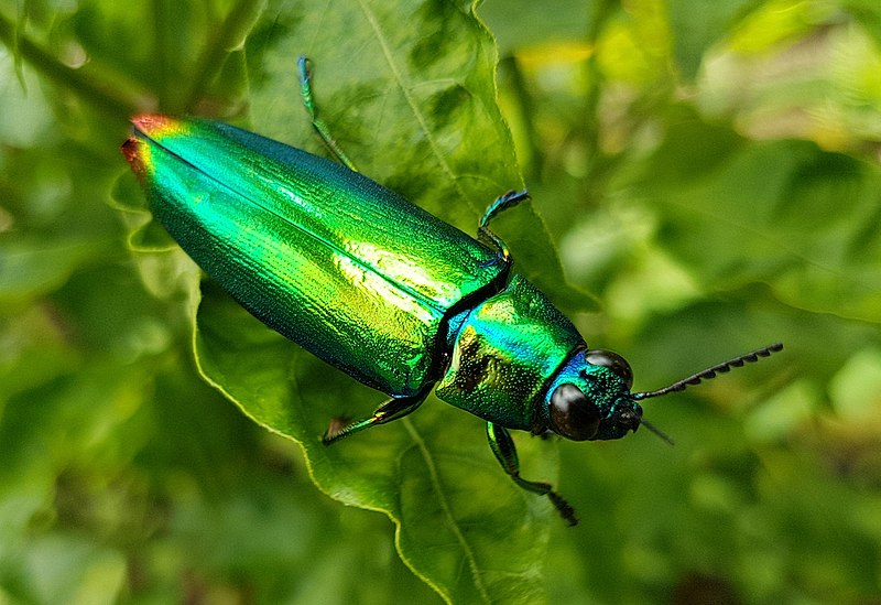 metallic wood-boring beetle