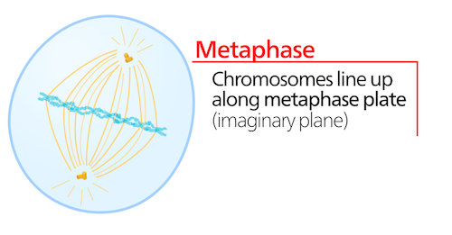 metaphase plate