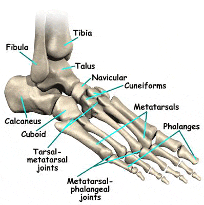 metatarsophalangeal joint