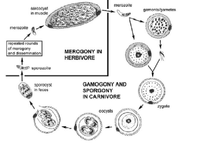 metrocyte