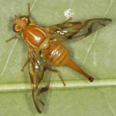 mexican fruitfly