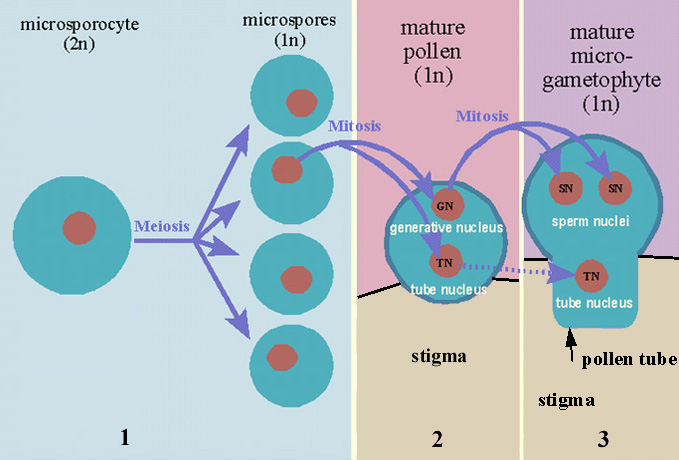 microgametophyte