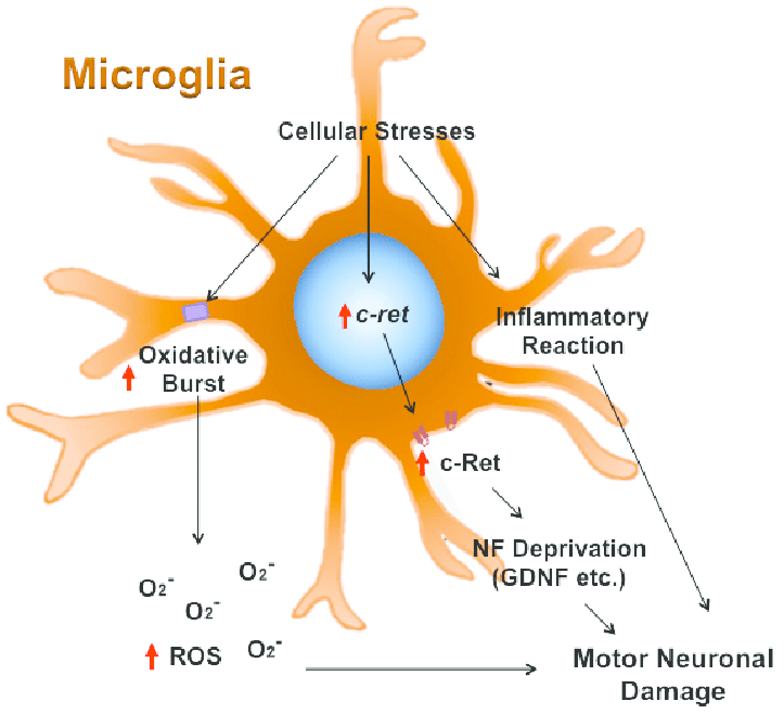 microglia