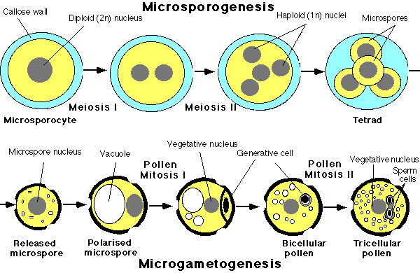 microsporocyte