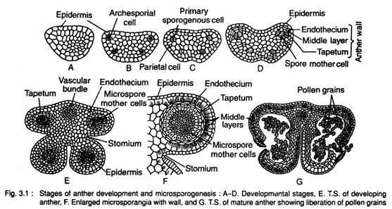 microsporogenesis