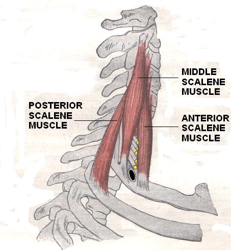 middle scalene muscle