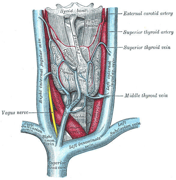 middle thyroid vein